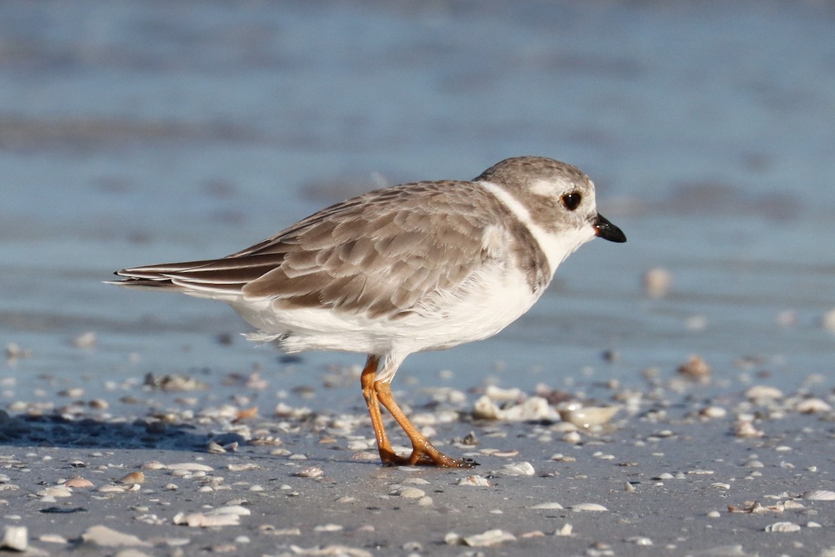 Piping Plover - Robert Stewart