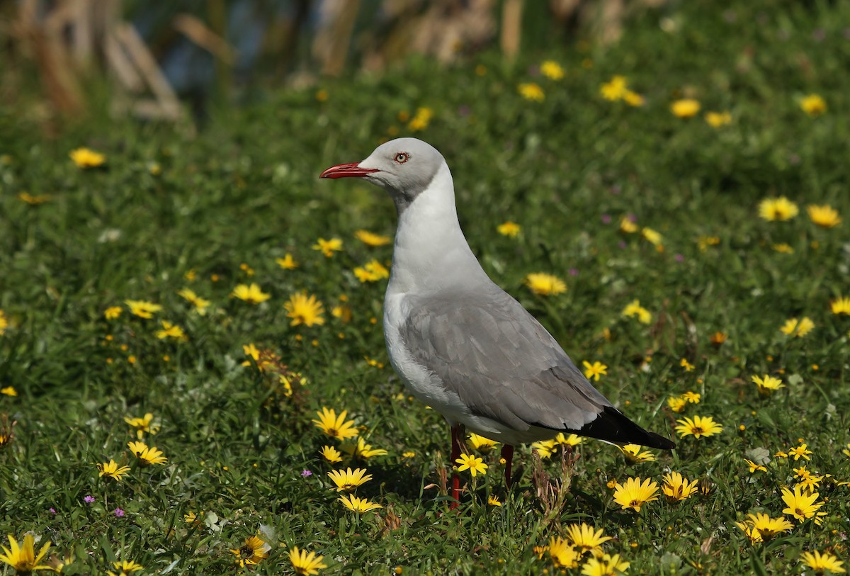 Gray-hooded Gull - ML624141190