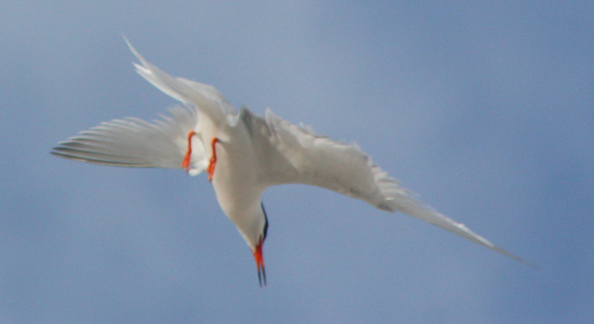 Roseate Tern - ML62414121