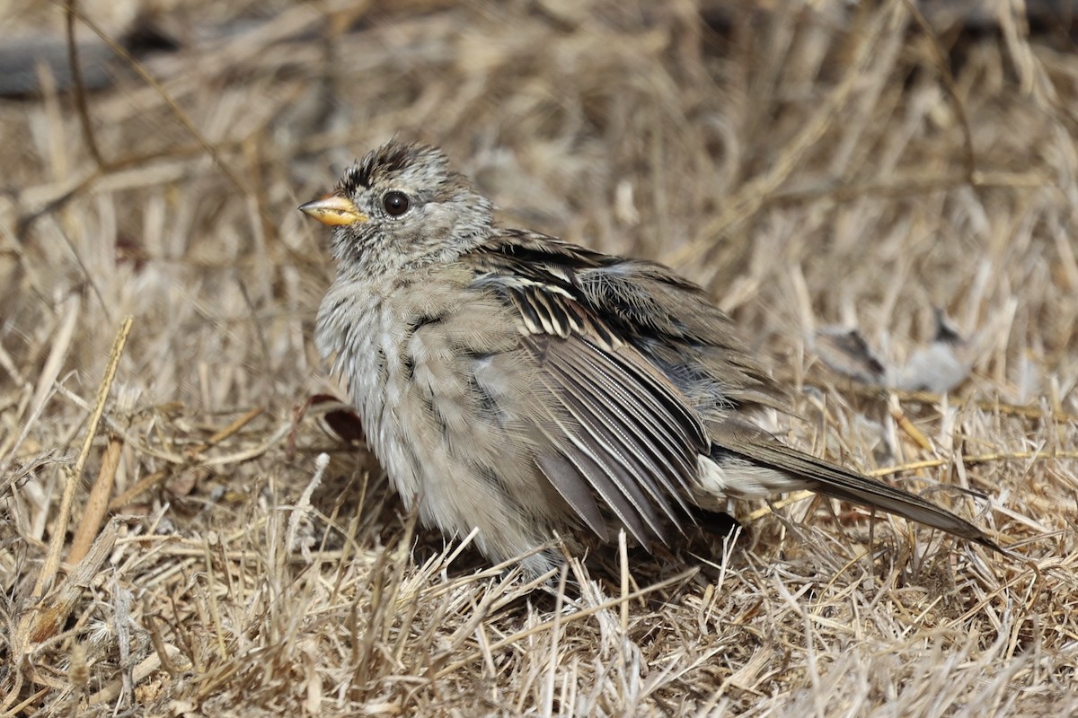 White-crowned Sparrow (Yellow-billed) - ML624141216