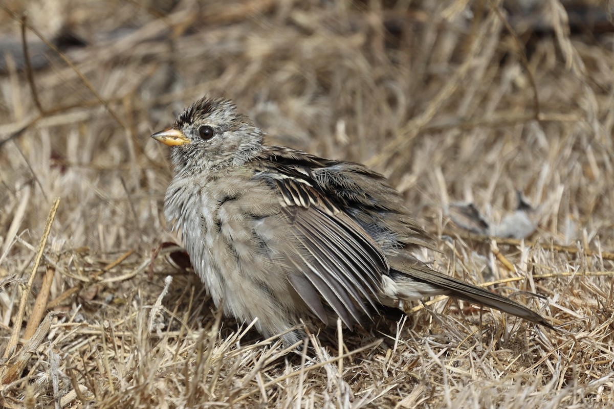 White-crowned Sparrow (Yellow-billed) - ML624141217