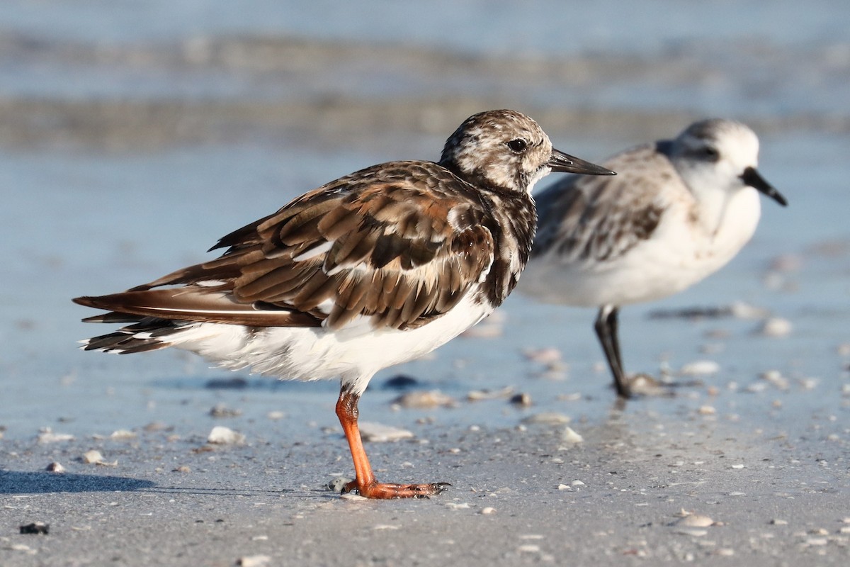 Ruddy Turnstone - ML624141250