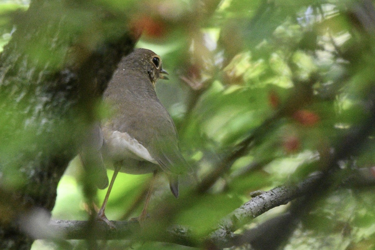 Swainson's Thrush - ML624141252