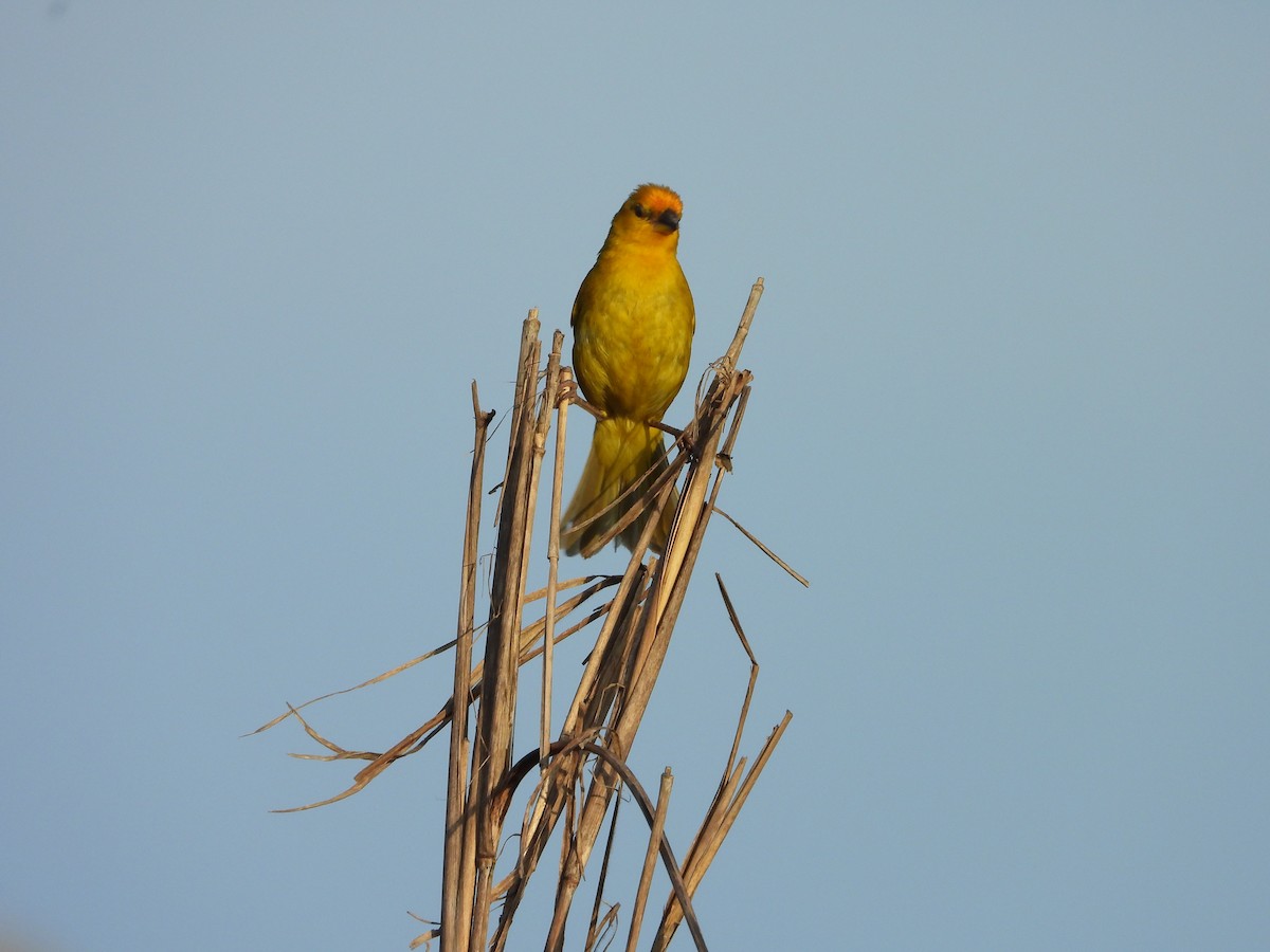 Saffron Finch - ML624141254