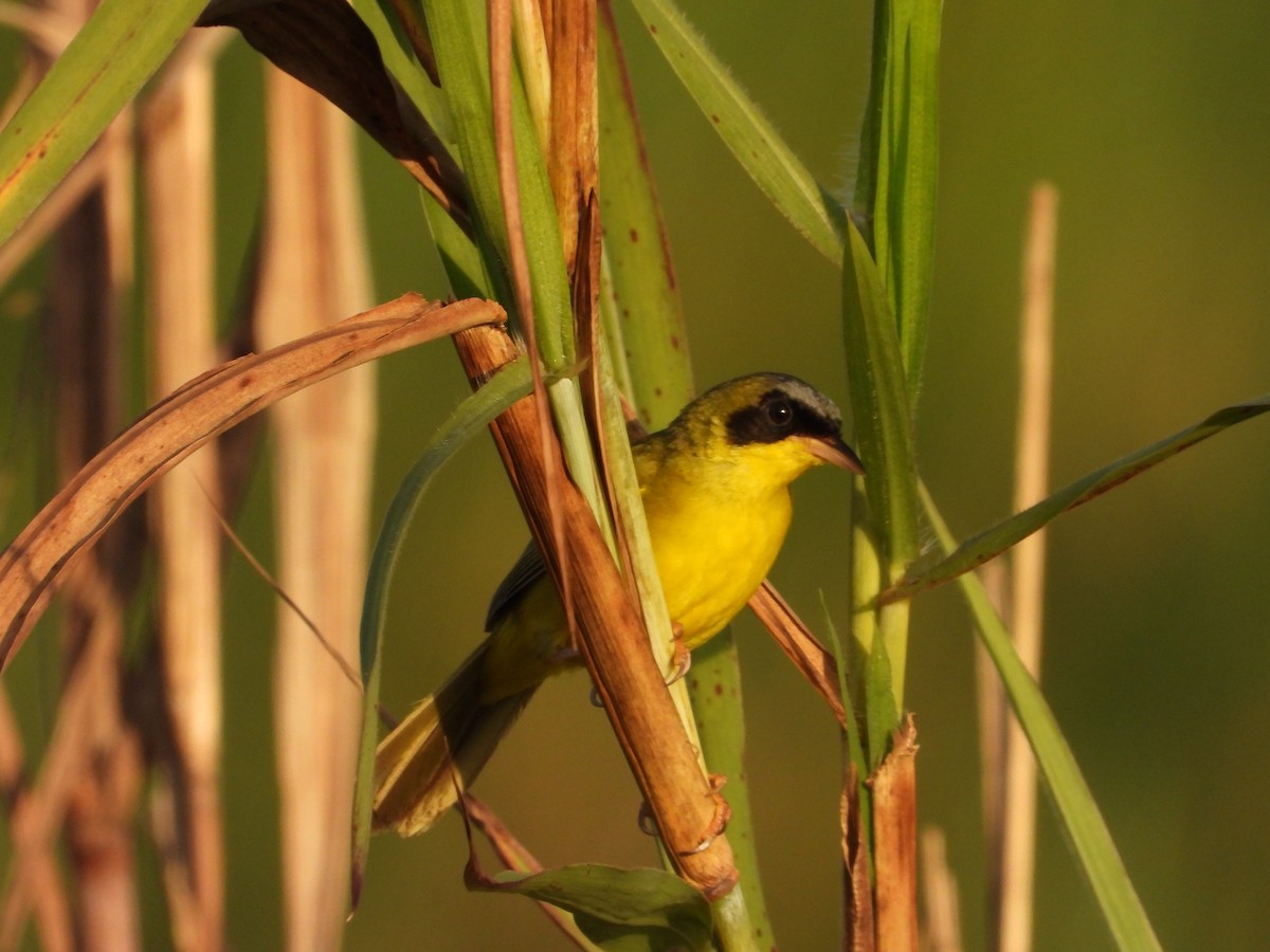 Masked Yellowthroat - Manuel Pérez R.