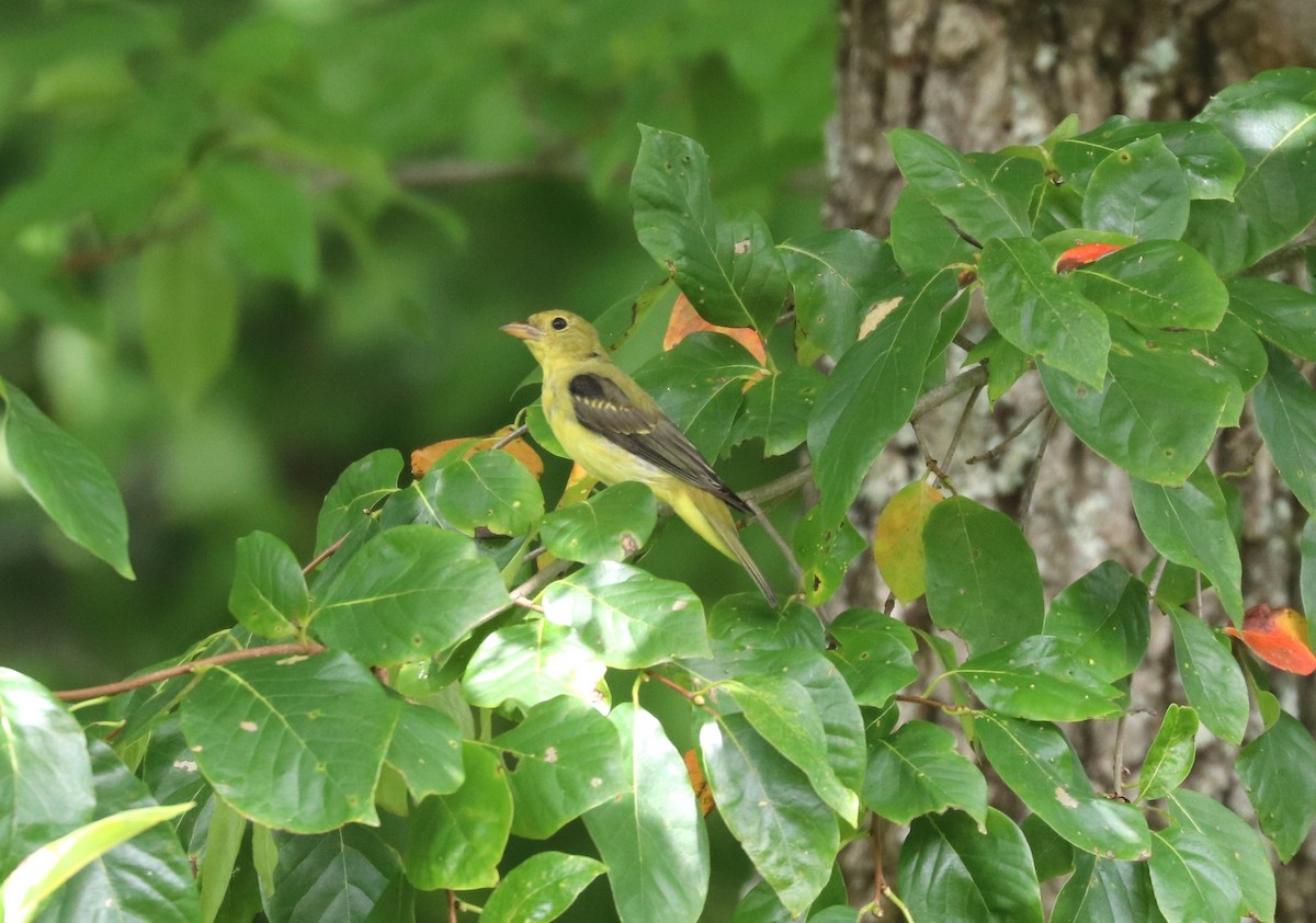 Scarlet Tanager - ML624141272