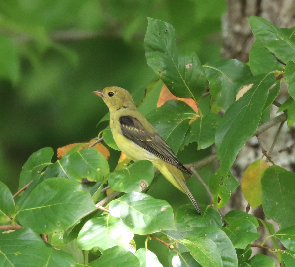 Scarlet Tanager - ML624141273