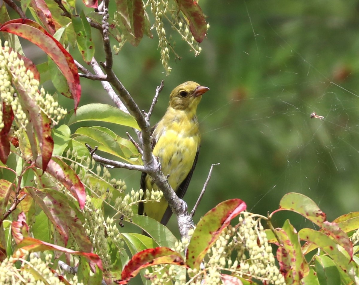 Scarlet Tanager - ML624141274