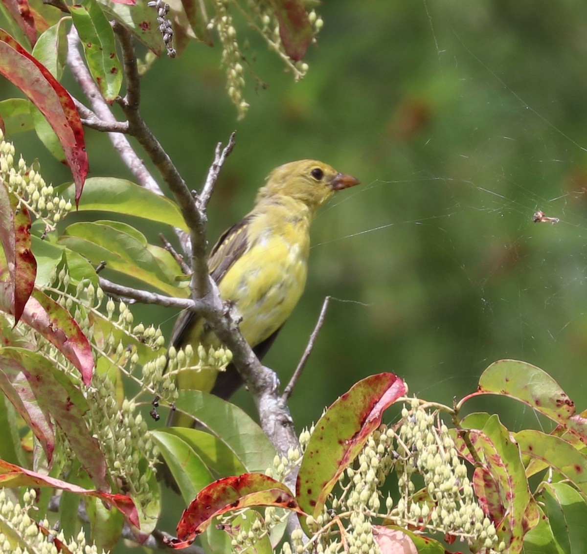 Scarlet Tanager - ML624141275