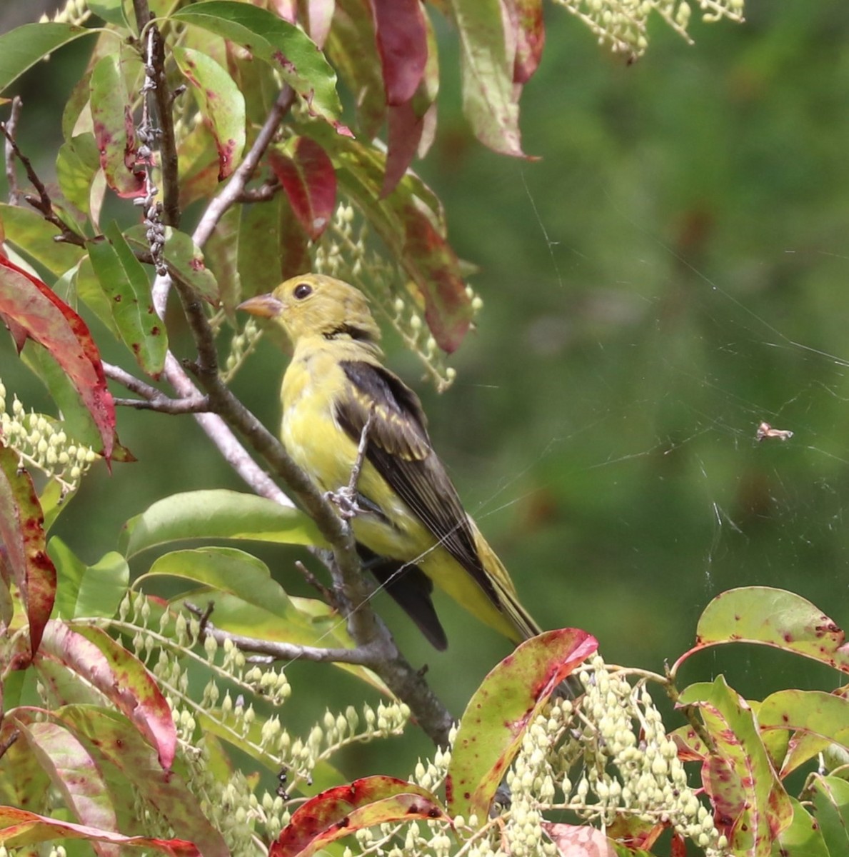 Scarlet Tanager - ML624141276