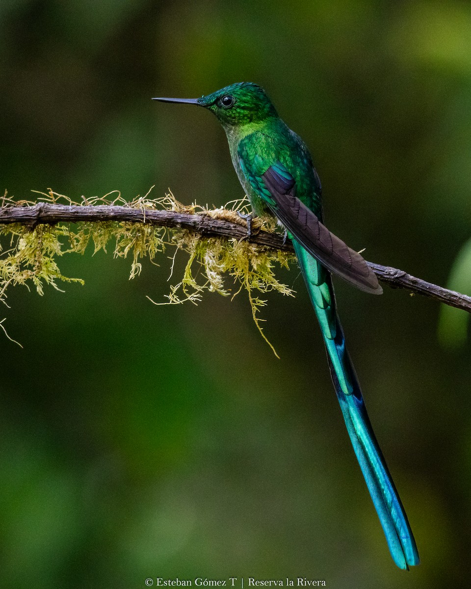 Long-tailed Sylph - ML624141280