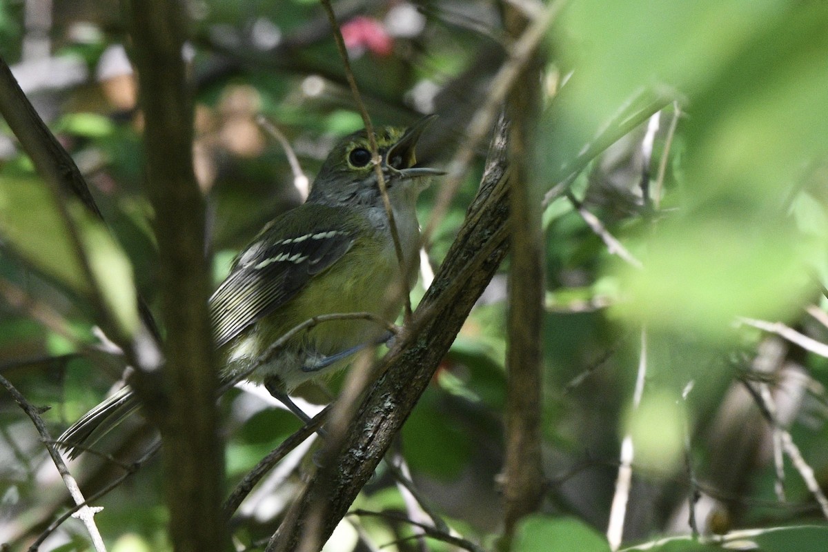 White-eyed Vireo - ML624141285