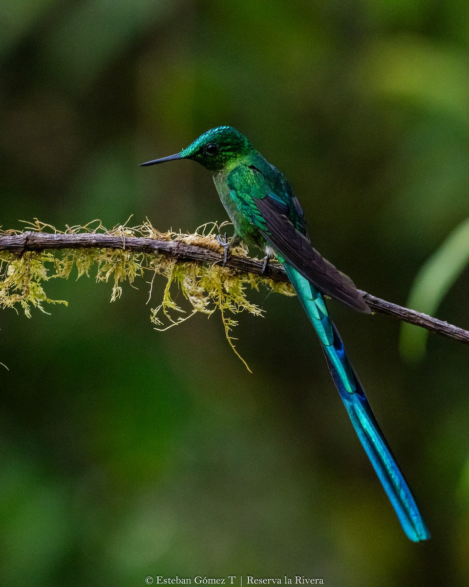 Long-tailed Sylph - ML624141286