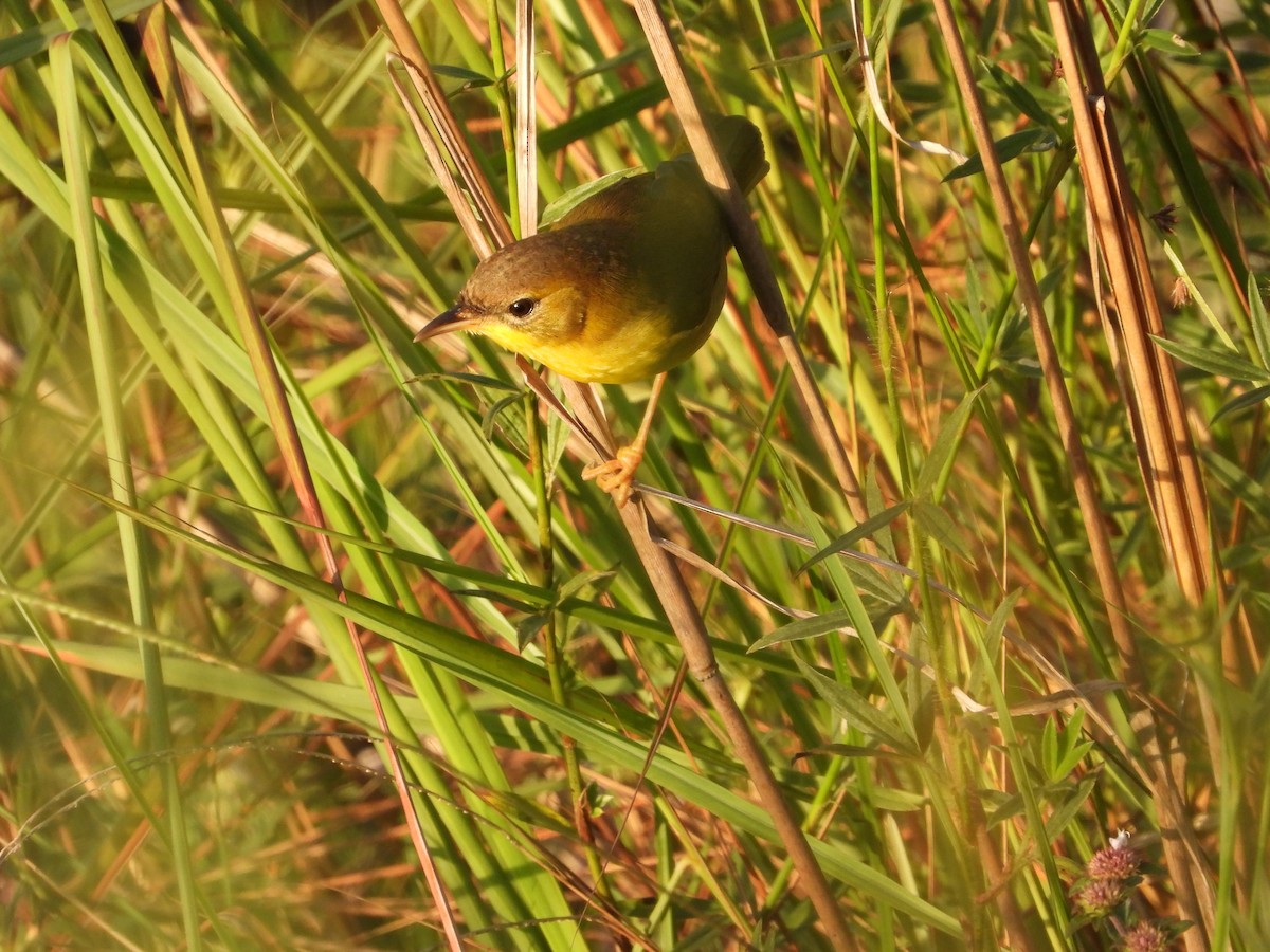 Masked Yellowthroat - ML624141292