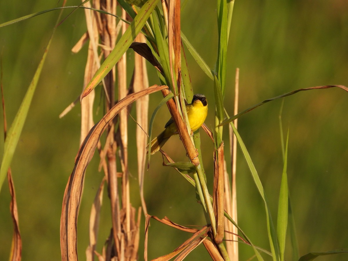 Masked Yellowthroat - ML624141294