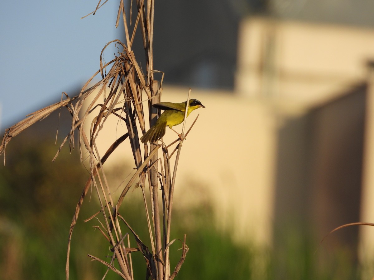 Masked Yellowthroat - ML624141295