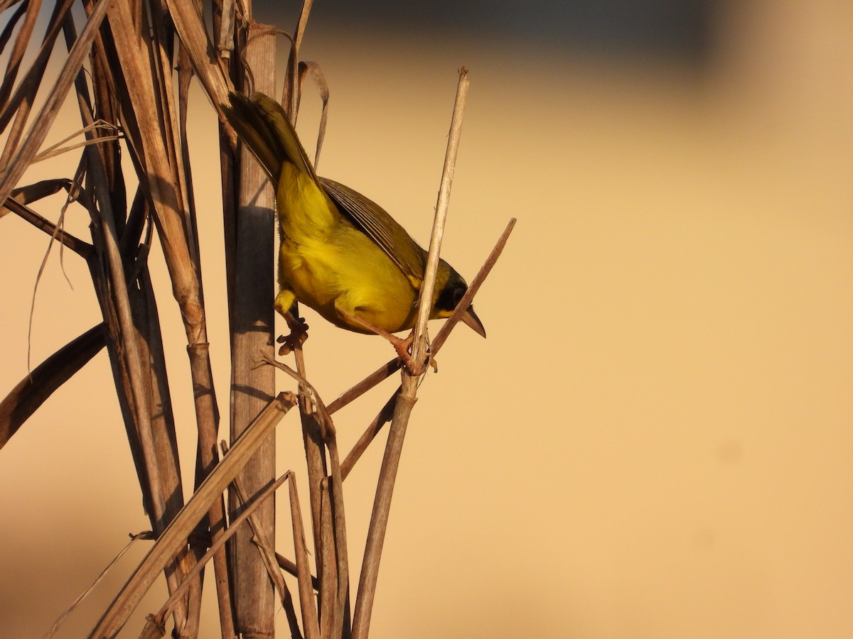 Masked Yellowthroat - ML624141296