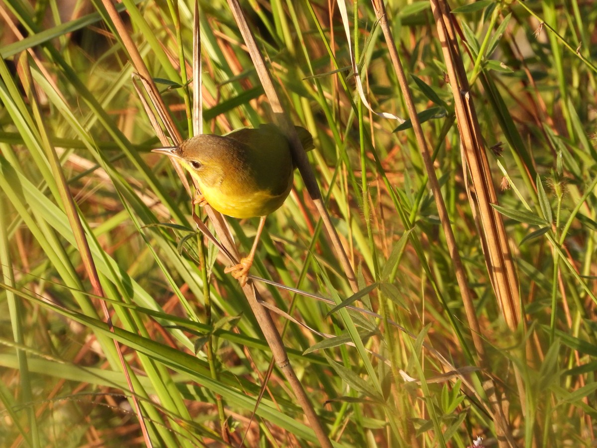 Masked Yellowthroat - ML624141297