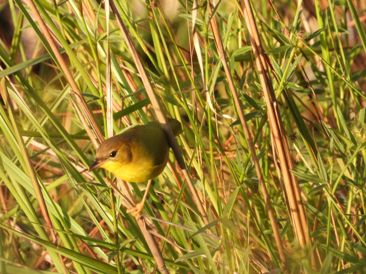 Masked Yellowthroat - ML624141298