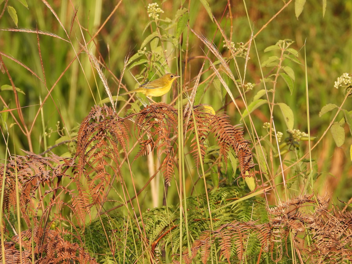 Masked Yellowthroat - ML624141299