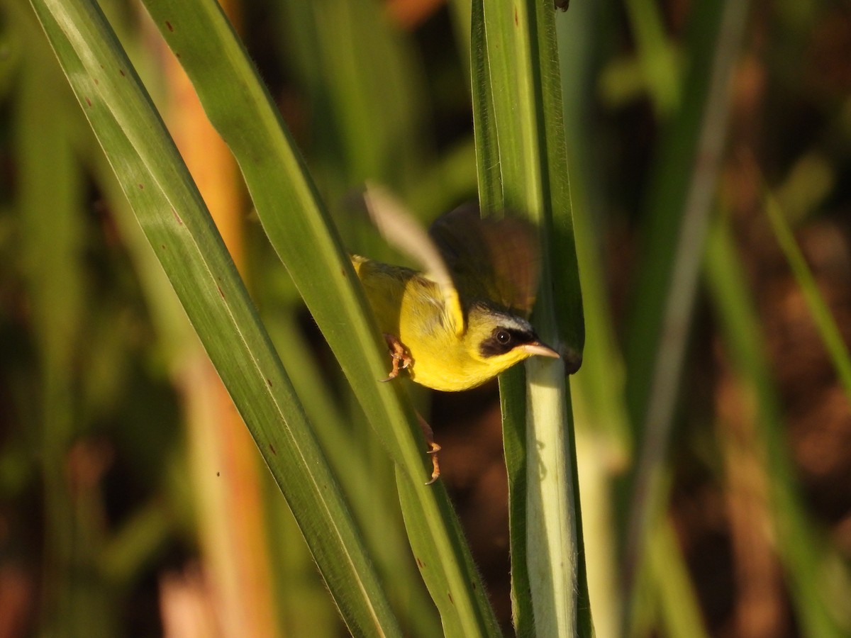 Masked Yellowthroat - ML624141300