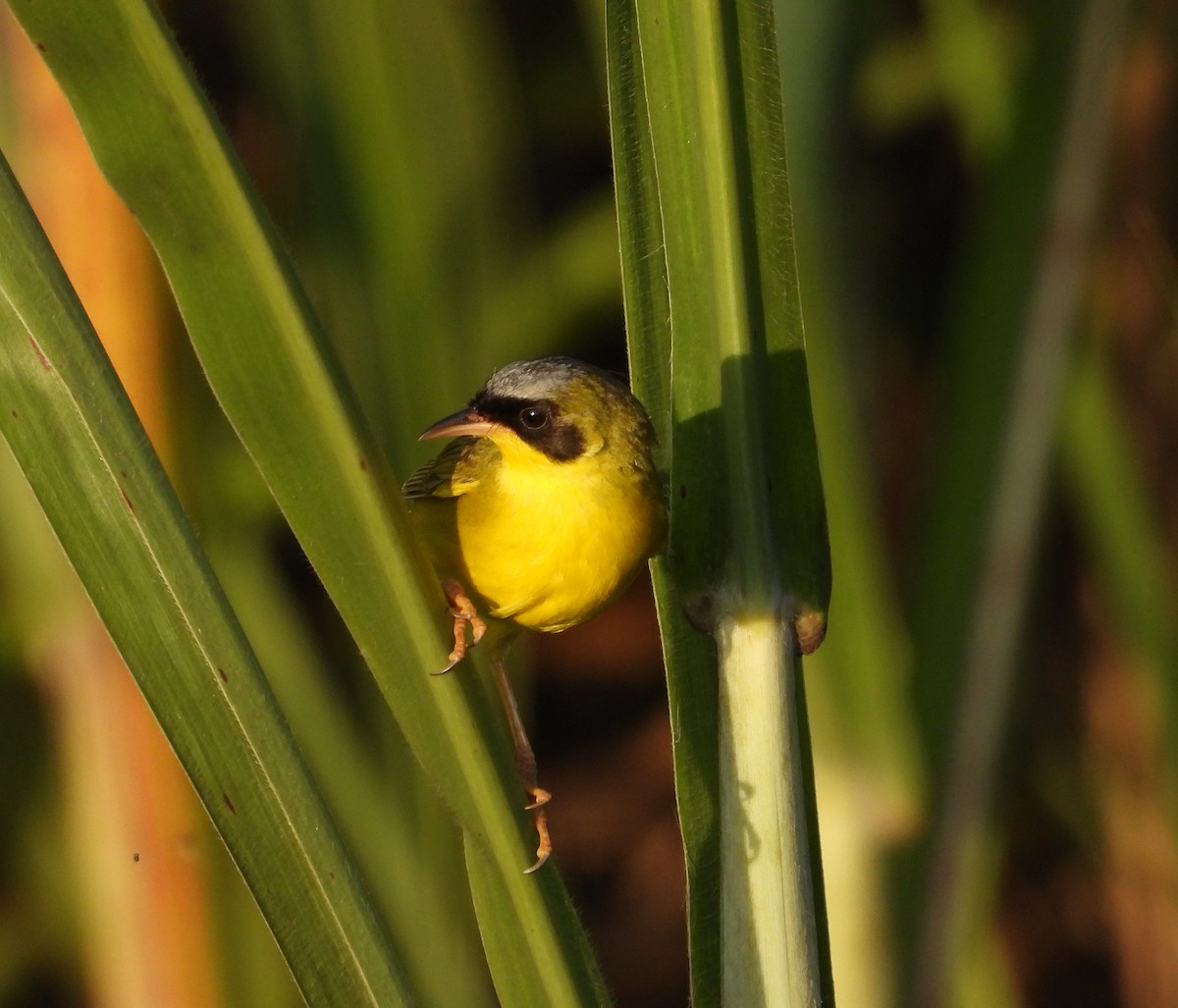 Masked Yellowthroat - ML624141319