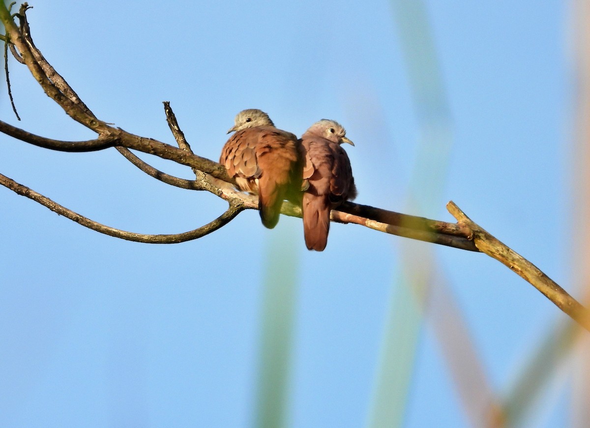 Ruddy Ground Dove - Manuel Pérez R.