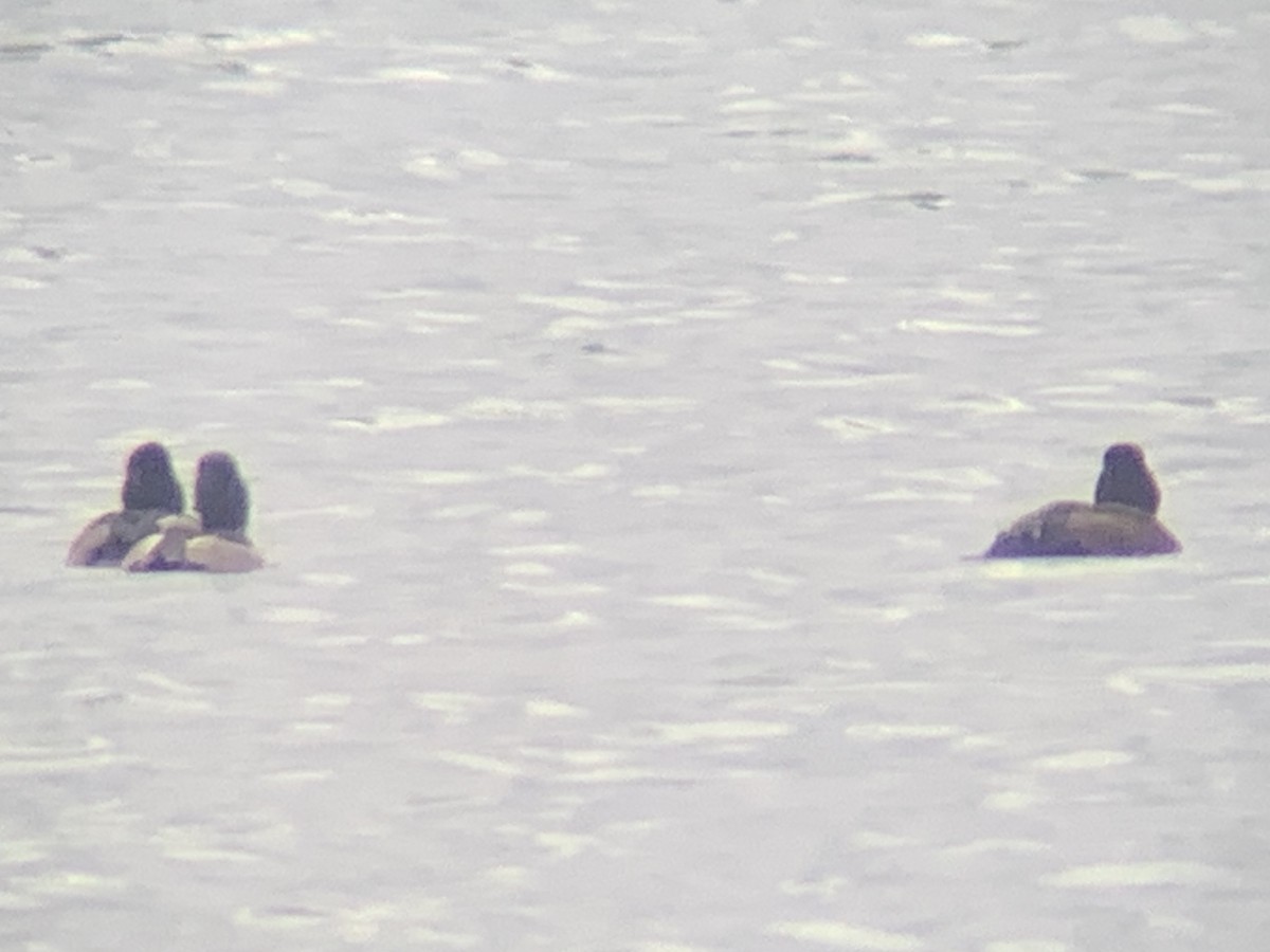 Greater/Lesser Scaup - Clay Bliznick