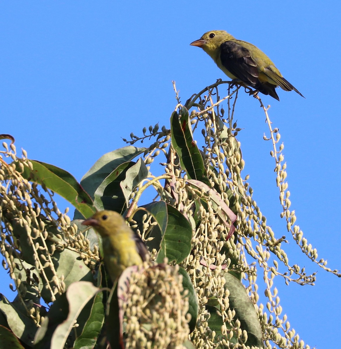 Piranga écarlate - ML624141348