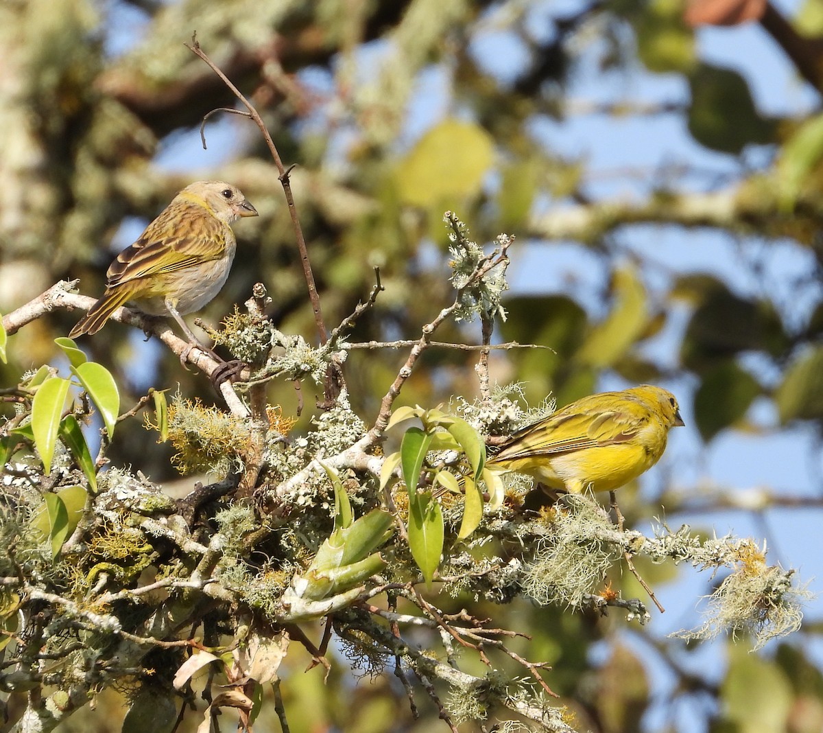 Saffron Finch - ML624141357