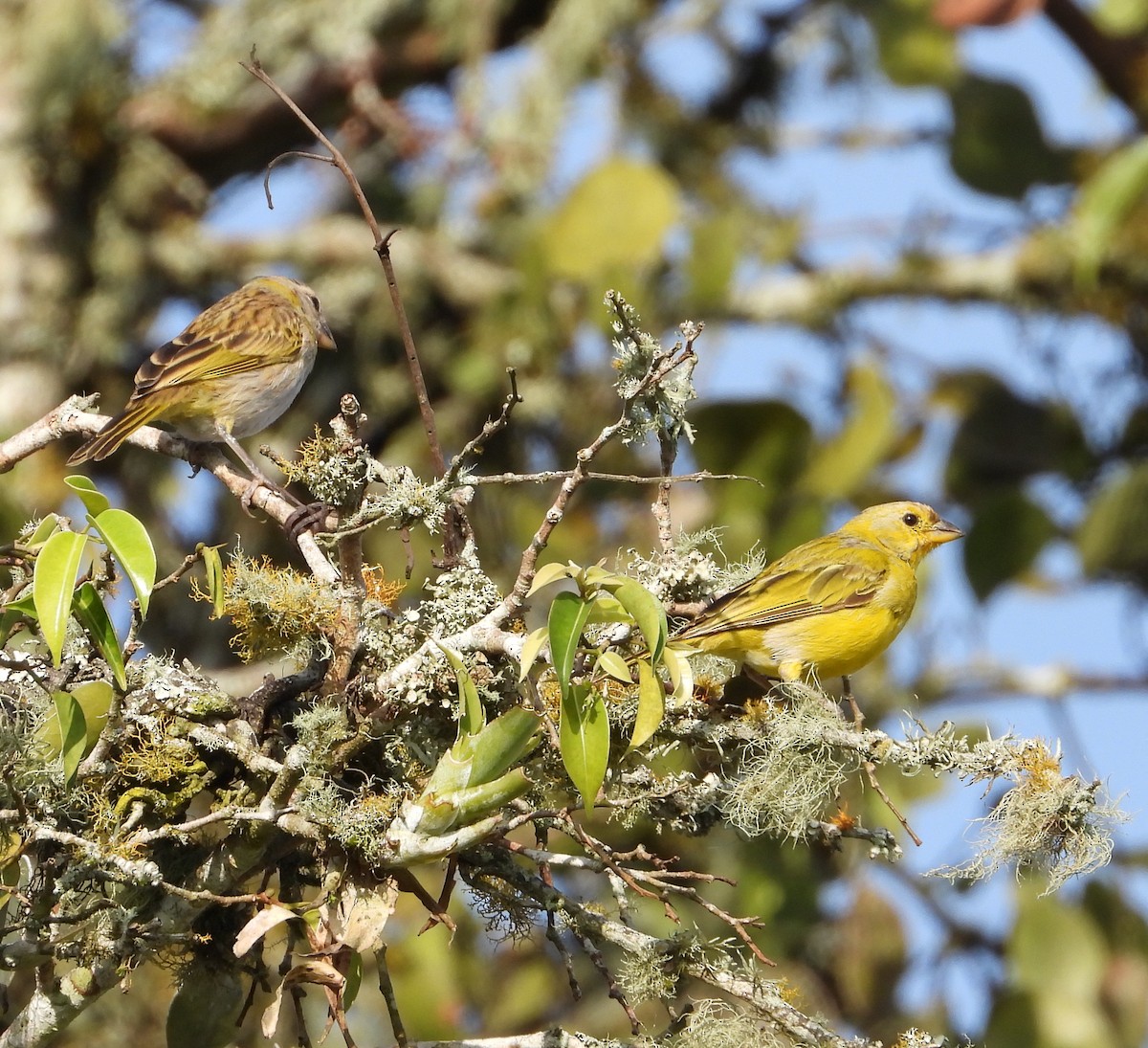 Saffron Finch - ML624141358