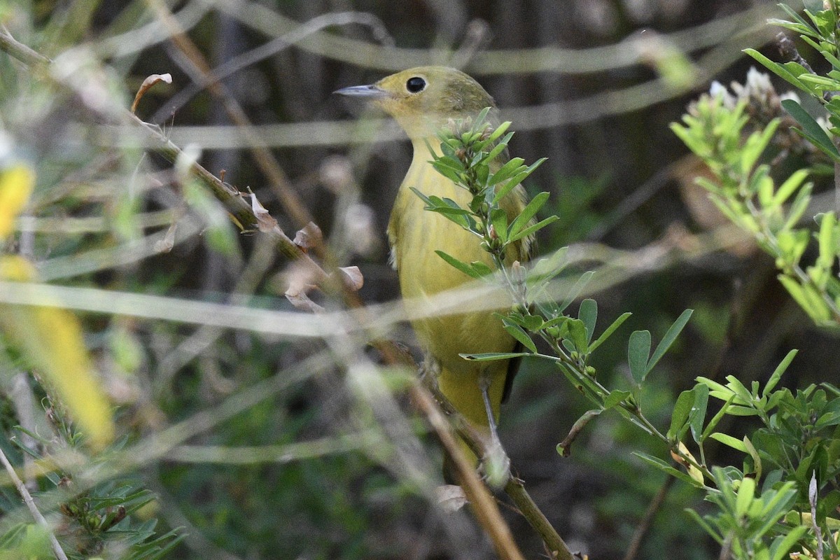 Yellow Warbler - ML624141390