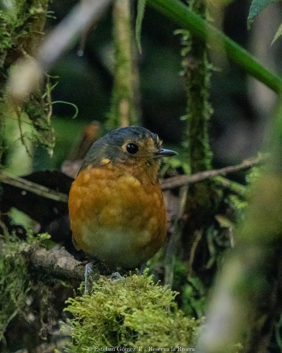 Slate-crowned Antpitta - ML624141392