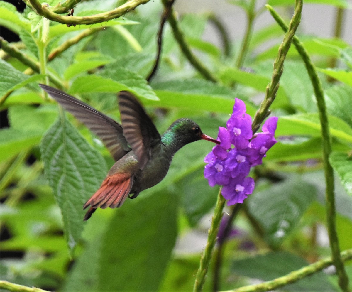 Rufous-tailed Hummingbird - Gregg Hitchings