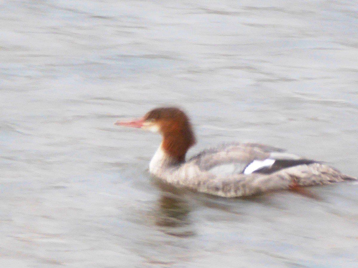 Red-breasted Merganser - Tom Batcha