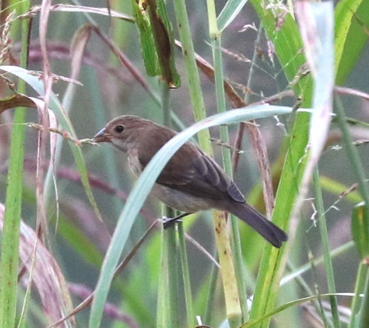 Indigo Bunting - ML624141446