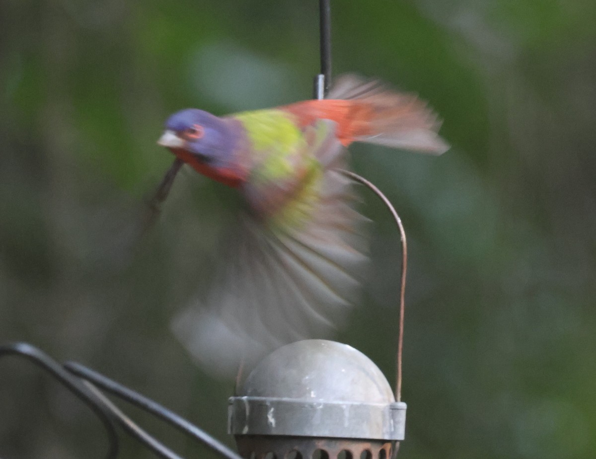 Painted Bunting - ML624141454