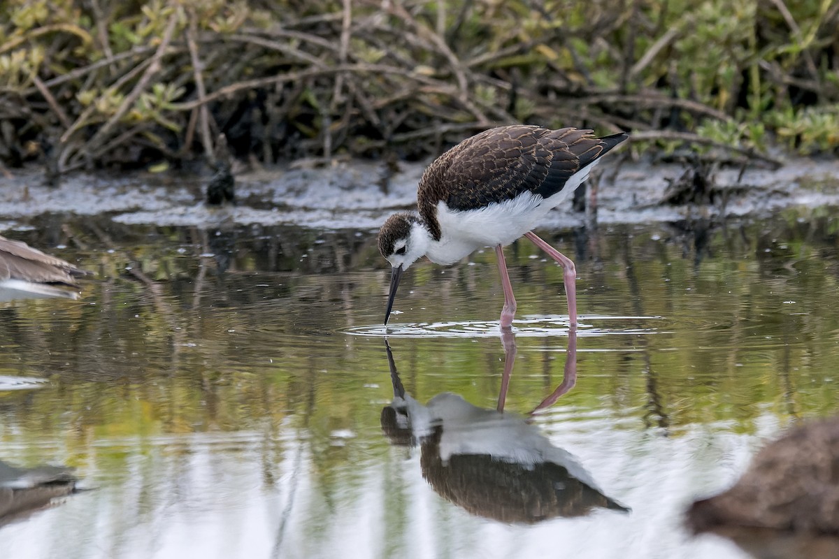 Black-necked Stilt - ML624141471