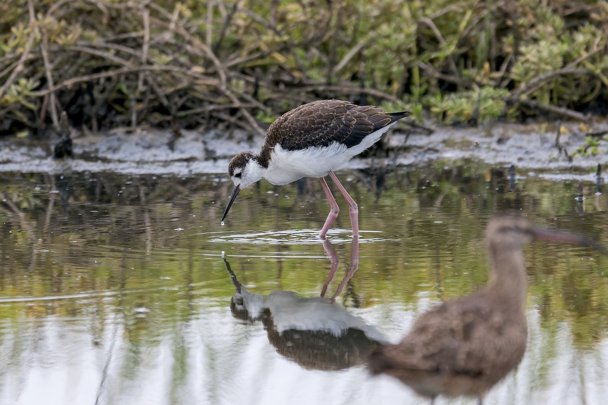 Black-necked Stilt - ML624141472