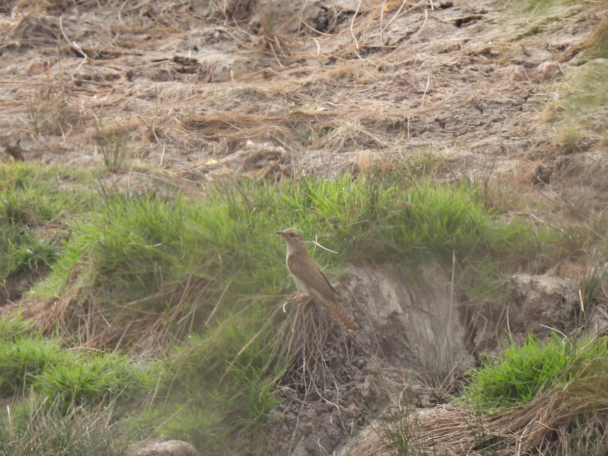 Plaintive Cuckoo - ML624141474