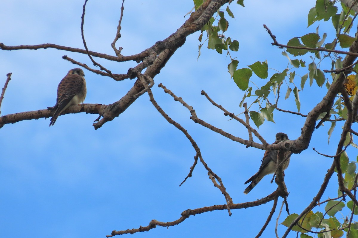 American Kestrel - ML624141479