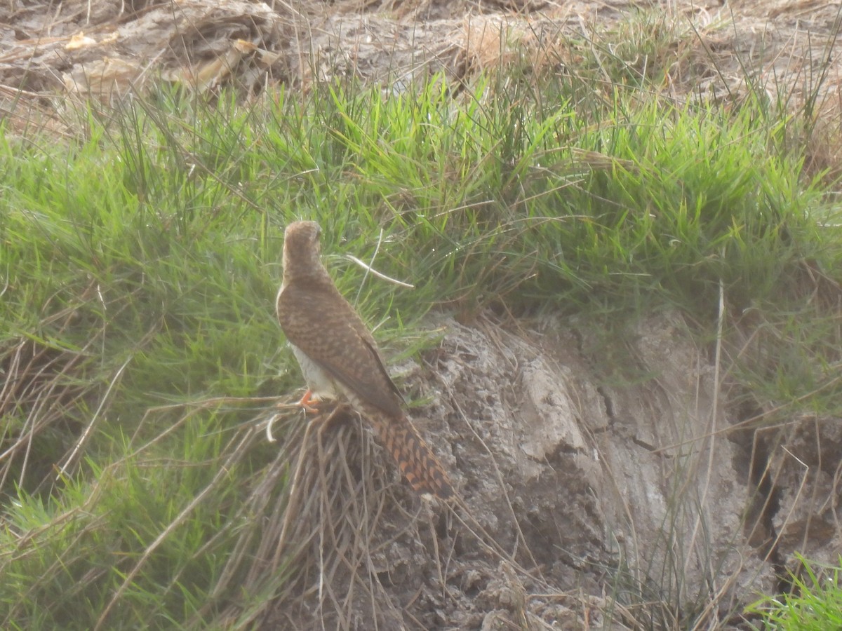 Plaintive Cuckoo - ML624141488