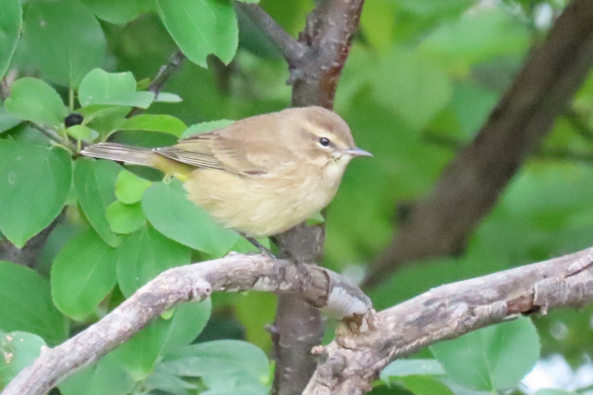 Palm Warbler - ML624141491