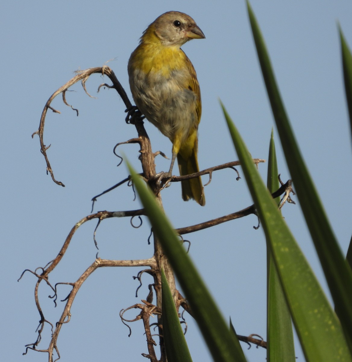 Saffron Finch - ML624141502