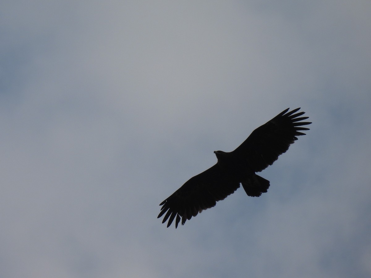 Greater Spotted Eagle - ML624141531