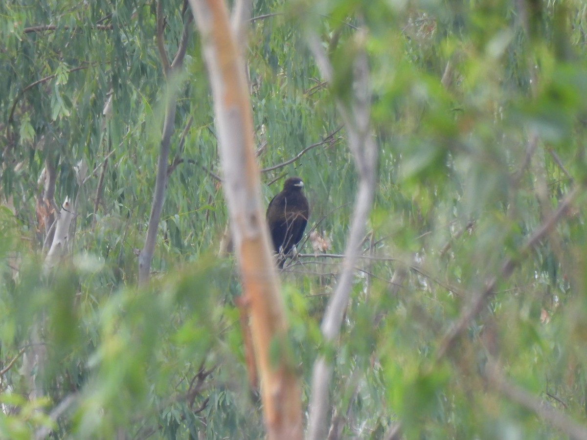 Greater Spotted Eagle - ML624141546