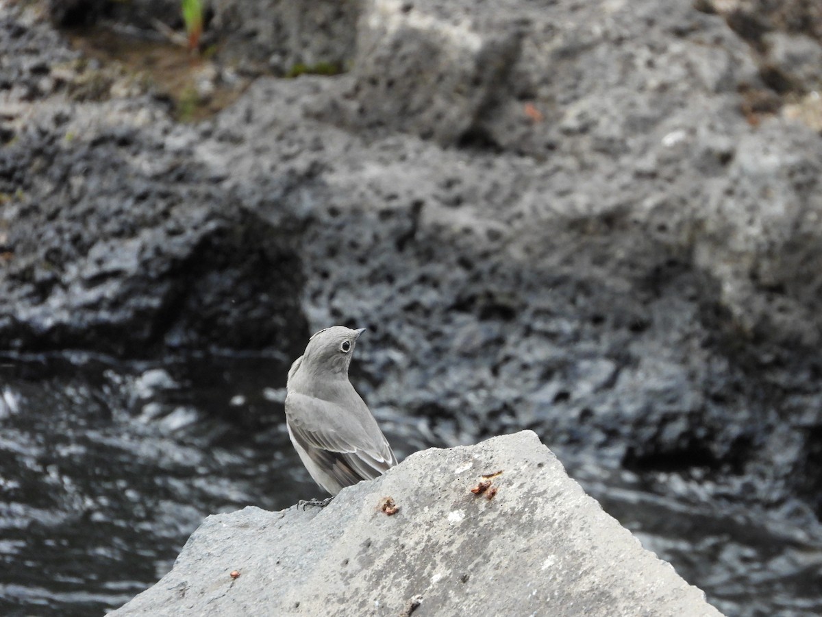 Townsend's Solitaire - Mason Jeffries