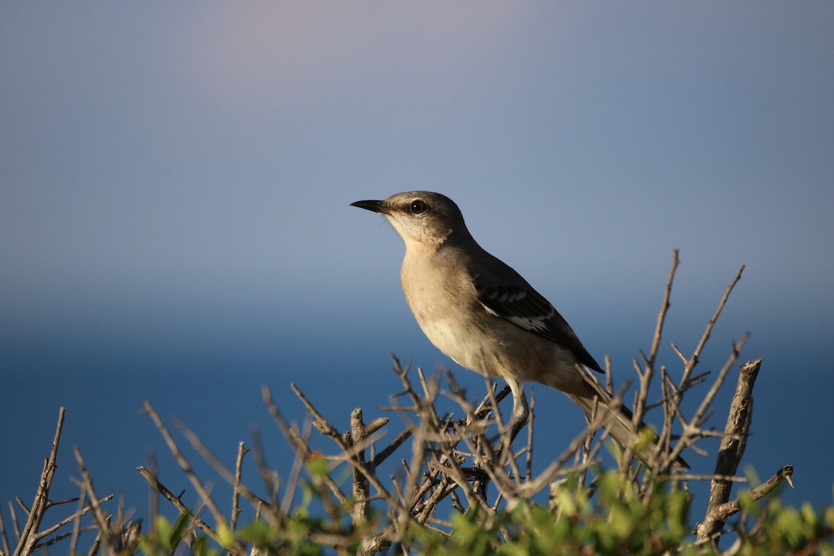 Northern Mockingbird - ML624141564