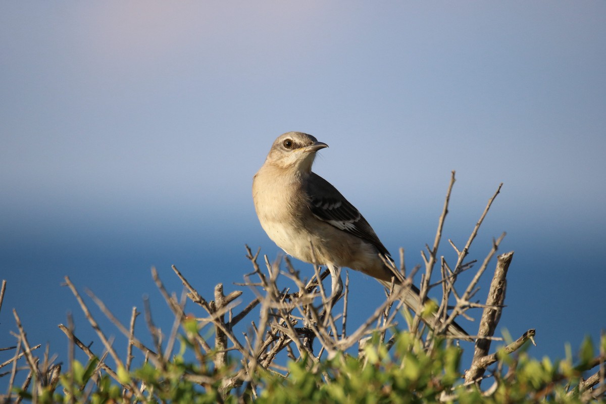 Northern Mockingbird - ML624141565