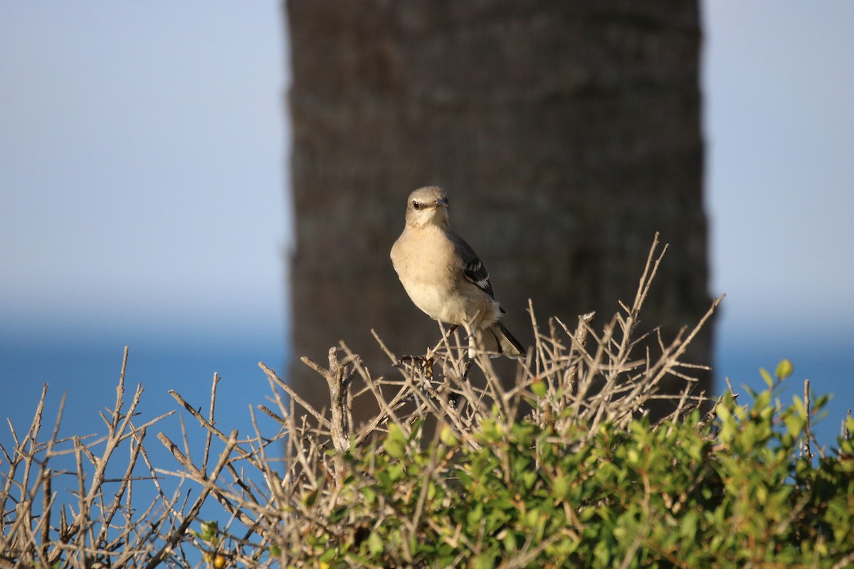 Northern Mockingbird - ML624141566